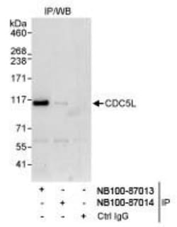 CDC5L Antibody, Novus Biologicals 0.1mg; Unlabeled:Antibodies, Polyclonal