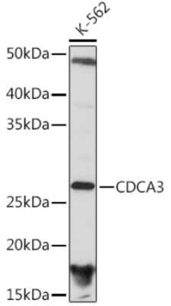 CDCA3 Rabbit anti-Human, Mouse, Rat, Clone: 1J5L2, Novus Biologicals 20 &mu;g | Buy Online | Novus Biologicals | Fisher Scientific