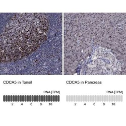 CDCA5 Rabbit anti-Human, Polyclonal, Novus Biologicals 25 &mu;g; Unconjugated:Antibodies,