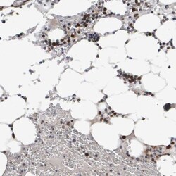 CDCA5 Antibody, Novus Biologicals:Antibodies:Primary Antibodies