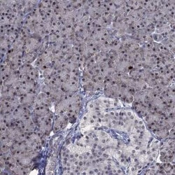 CDCA5 Rabbit anti-Human, Polyclonal, Novus Biologicals 25 &mu;g; Unconjugated:Antibodies,