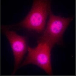 CDK2 Antibody (AN4.3) - BSA Free, Novus Biologicals 0.025 mg, Unconjugated:Antibodies,