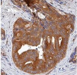 CDK2 Antibody (AN4.3) - BSA Free, Novus Biologicals:Antibodies:Primary