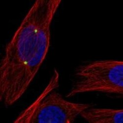 CDK5RAP2 Rabbit anti-Human, Polyclonal, Novus Biologicals 25 &mu;g; Unconjugated:Antibodies,
