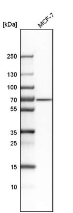 Aminopeptidase B/RNPEP Antibody, Novus Biologicals:Antibodies:Primary Antibodies