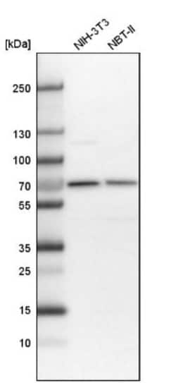Aminopeptidase B/RNPEP Antibody, Novus Biologicals:Antibodies:Primary Antibodies