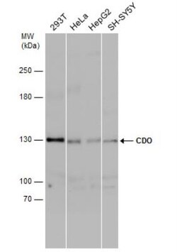 CDO Antibody, Novus Biologicals 0.1 mL | Buy Online | Novus Biologicals | Fisher Scientific