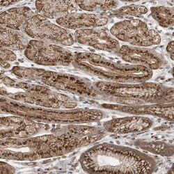 CDP/CUTL1 Antibody, Novus Biologicals:Antibodies:Primary Antibodies