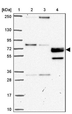 CDP/CUTL1 Antibody, Novus Biologicals:Antibodies:Primary Antibodies