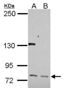 CDP/CUTL1 Antibody, Novus Biologicals 0.1mL; Unlabeled:Antibodies, Polyclonal