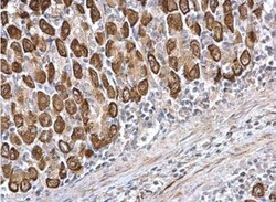 CDS1 Antibody, Novus Biologicals 0.1mg; Unlabeled:Antibodies, Polyclonal