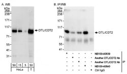 CDT2 Antibody, Novus Biologicals 0.1mL; Unlabeled:Antibodies, Polyclonal