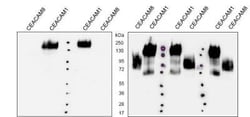CEACAM1/CD66a Rabbit anti-Human, Polyclonal, Novus Biologicals:Antibodies:Primary