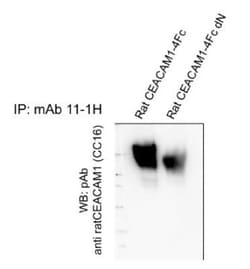 CEACAM1/CD66a Antibody (11-1H) - BSA Free, Novus Biologicals 0.025 mL | Buy Online | Novus Biologicals | Fisher Scientific
