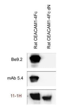 CEACAM1/CD66a Antibody (11-1H) - BSA Free, Novus Biologicals 0.025 mL | Buy Online | Novus Biologicals | Fisher Scientific