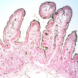 CEACAM1/CD66a Mouse anti-Human, Clone: C5-1X, Novus Biologicals:Antibodies:Primary