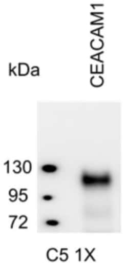 CEACAM1/CD66a Mouse anti-Human, Clone: C5-1X, Novus Biologicals:Antibodies:Primary