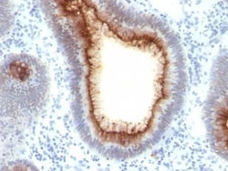 CEACAM5/CD66e Antibody (C66/1009), Novus Biologicals 0.2mg; Unlabeled:Antibodies,