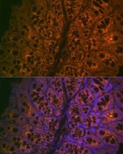 CEACAM6/CD66c Rabbit anti-Human, Mouse, Rat, Clone: 4Z3V7, Novus Biologicals 100 &mu;g | Buy Online | Novus Biologicals | Fisher Scientific
