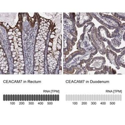 CEACAM7 Rabbit anti-Human, Polyclonal, Novus Biologicals:Antibodies:Primary