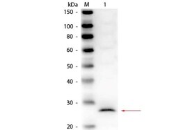 CELA1 Antibody, Novus Biologicals 0.1 mg | Buy Online | Novus Biologicals | Fisher Scientific