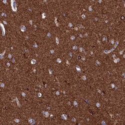 CEND1 Antibody, Novus Biologicals:Antibodies:Primary Antibodies