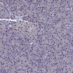 CEND1 Antibody, Novus Biologicals:Antibodies:Primary Antibodies