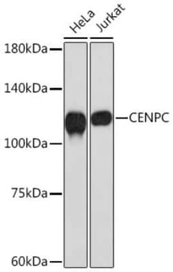 CENPC Rabbit anti-Human, Mouse, Rat, Clone: 5E3K5, Novus Biologicals:Antibodies:Primary