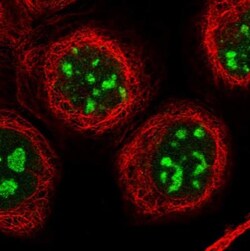 CENPH Antibody, Novus Biologicals:Antibodies:Primary Antibodies