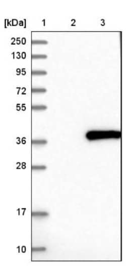 CENPP Antibody, Novus Biologicals:Antibodies:Primary Antibodies