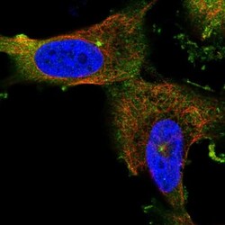 CEP55 Antibody, Novus Biologicals 0.1mL; Unlabeled:Antibodies, Polyclonal