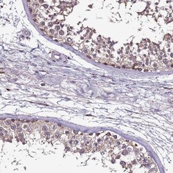 CEP55 Antibody, Novus Biologicals 0.1mL; Unlabeled:Antibodies, Polyclonal