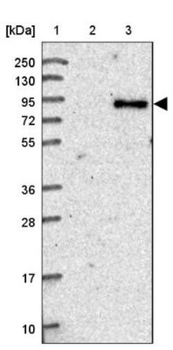 CEP68 Antibody, Novus Biologicals 25 &mu;L | Buy Online | Novus Biologicals | Fisher Scientific