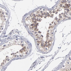 CEP97 Antibody, Novus Biologicals:Antibodies:Primary Antibodies