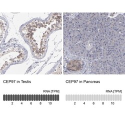 CEP97 Antibody, Novus Biologicals:Antibodies:Primary Antibodies