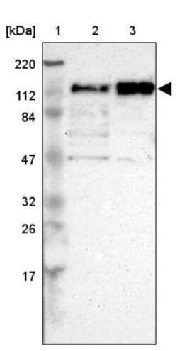 CEP97 Antibody, Novus Biologicals:Antibodies:Primary Antibodies