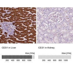 Carboxylesterase 1/CES1 Antibody, Novus Biologicals:Antibodies:Primary