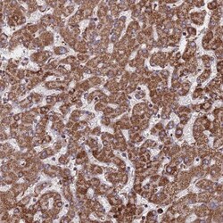 CES7 Antibody, Novus Biologicals 0.1mL; Unlabeled:Antibodies, Polyclonal