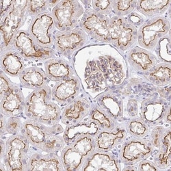 CGNL1 Antibody, Novus Biologicals:Antibodies:Primary Antibodies