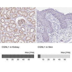 CGNL1 Antibody, Novus Biologicals:Antibodies:Primary Antibodies