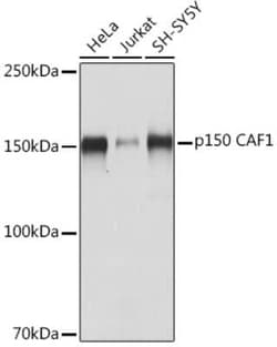 CHAF1A Rabbit anti-Human, Clone: 1T1O5, Novus Biologicals 20 &mu;g; Unconjugated:Antibodies,