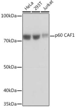 CHAF1B Rabbit anti-Human, Clone: 7N0I2, Novus Biologicals 20 &mu;g; Unconjugated:Antibodies,