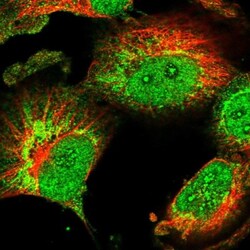 CHCHD1 Antibody, Novus Biologicals:Antibodies:Primary Antibodies