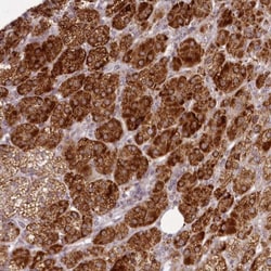 CHCHD2 Antibody, Novus Biologicals 0.1mL; Unlabeled:Antibodies, Polyclonal