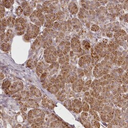 CHCHD2 Antibody, Novus Biologicals 0.1mL; Unlabeled:Antibodies, Polyclonal