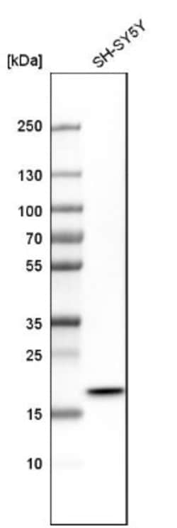 CHCHD2 Antibody, Novus Biologicals 0.1mL; Unlabeled:Antibodies, Polyclonal