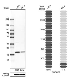 CHCHD2 Antibody, Novus Biologicals 0.1mL; Unlabeled:Antibodies, Polyclonal