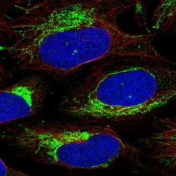 CHCHD3 Antibody, Novus Biologicals 25 &mu;L; Unlabeled:Antibodies, Polyclonal