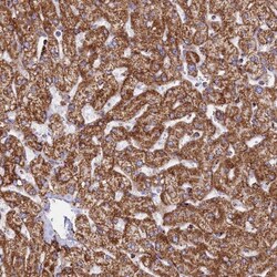 CHCHD3 Antibody, Novus Biologicals 25 &mu;L; Unlabeled:Antibodies, Polyclonal