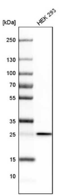 CHCHD3 Antibody, Novus Biologicals 25 &mu;L; Unlabeled:Antibodies, Polyclonal
